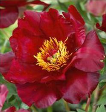 Scarlet Heaven ITOH Peony 3-5 eye